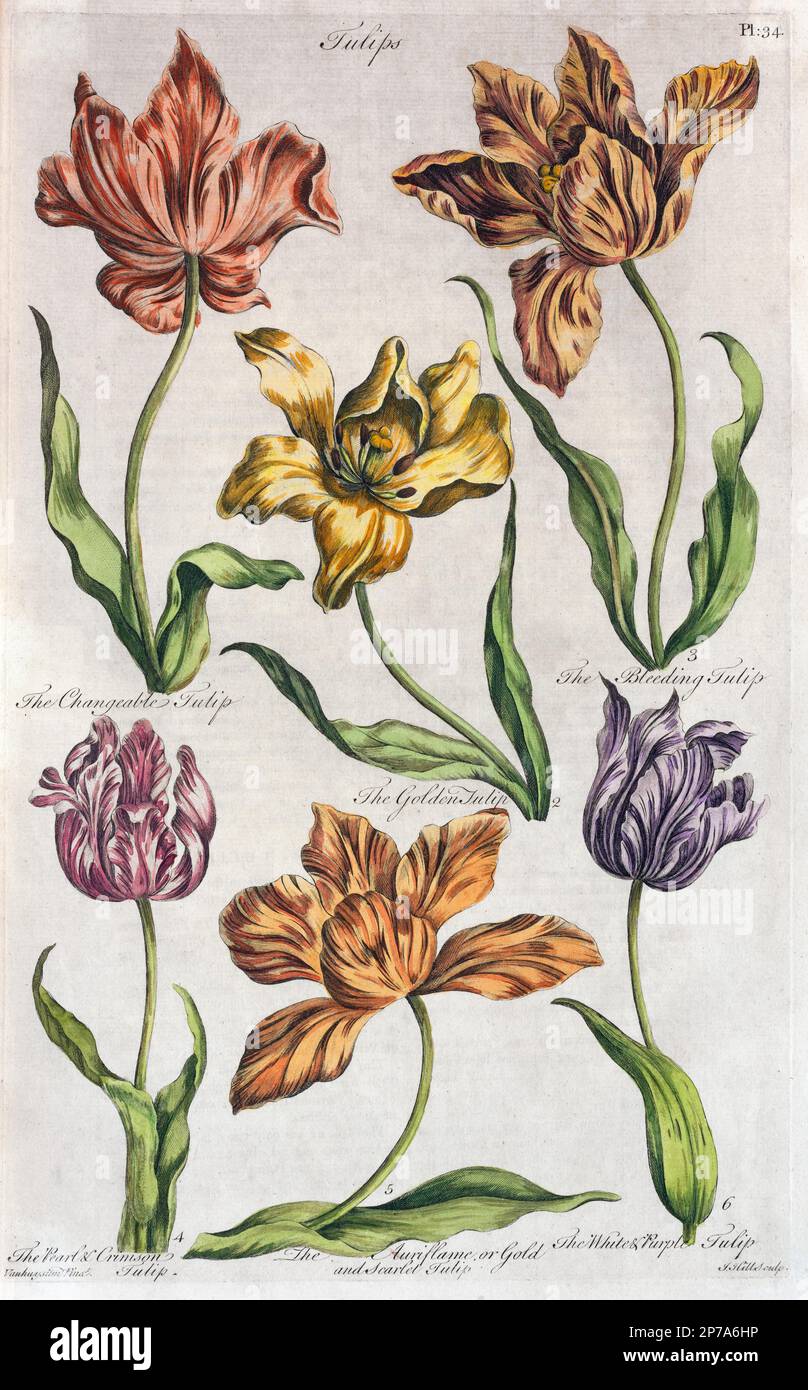 Tulpen, handfarbene Copperplate-Gravur von John Hill aus Eden: Oder A complete Body of Gardening, London, 1757, England, Großbritannien Stockfoto