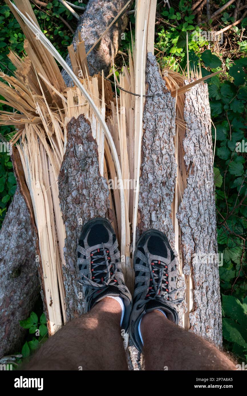 Ein großer Waldbaum ist nach einem massiven Sturm in zwei Hälften gerissen. Große Splitter, Sommertag, keine Menschen. Europa. Stockfoto