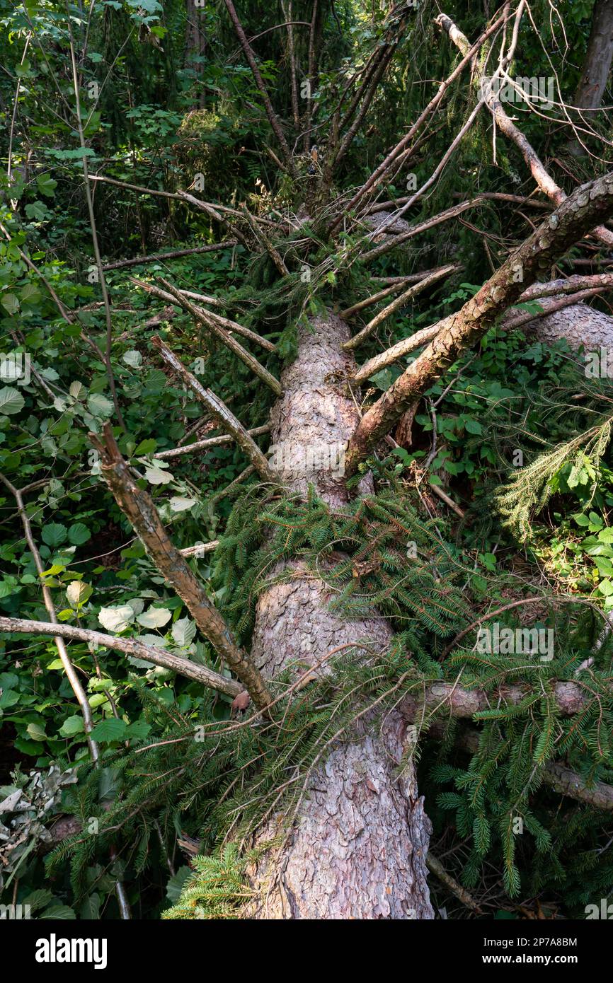 Ein großer Waldbaum ist nach einem massiven Sturm in zwei Hälften gerissen. Große Splitter, Sommertag, keine Menschen. Europa. Stockfoto