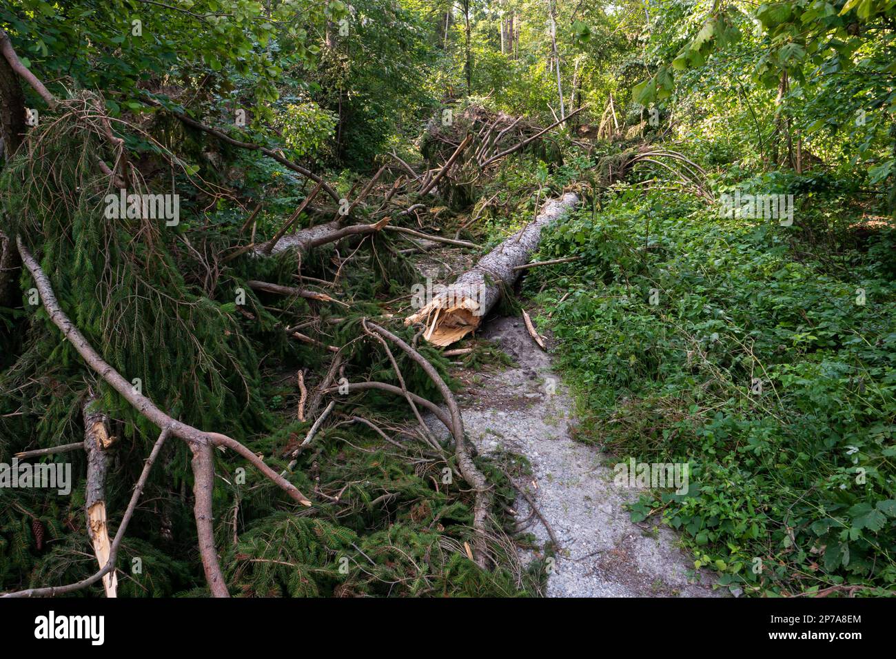 Ein großer Waldbaum ist nach einem massiven Sturm in zwei Hälften gerissen. Große Splitter, Sommertag, keine Menschen. Europa. Stockfoto