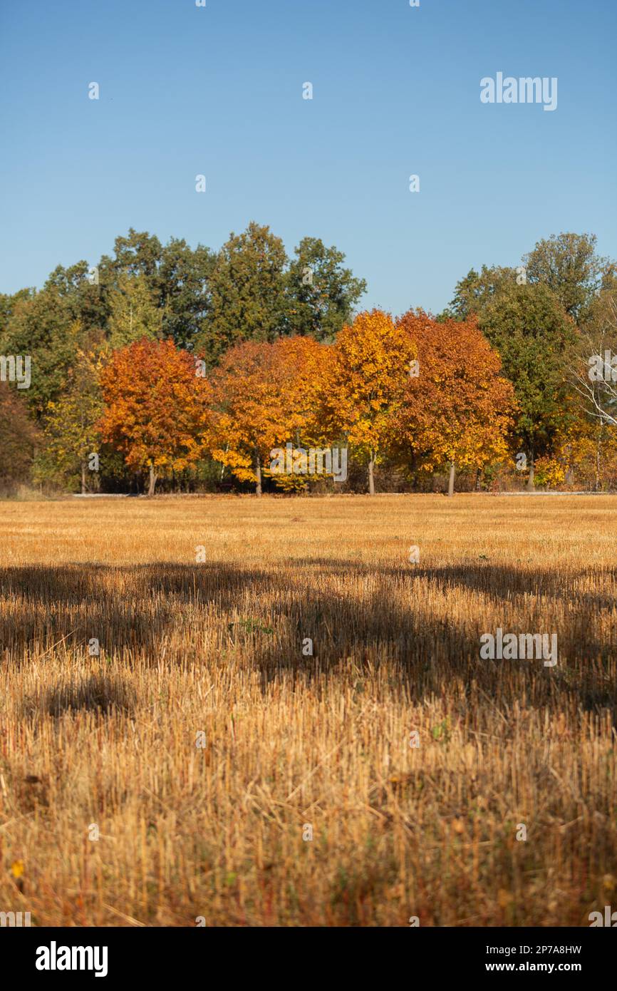 Wunderschöne Bäume in Herbstfarben auf grünem Hintergrund am Rande eines Feldes. Polen Stockfoto