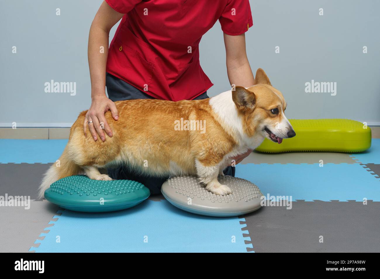 Rehabilitation von Hunden unter menschlicher Betreuung. Tiergesundheit Stockfoto