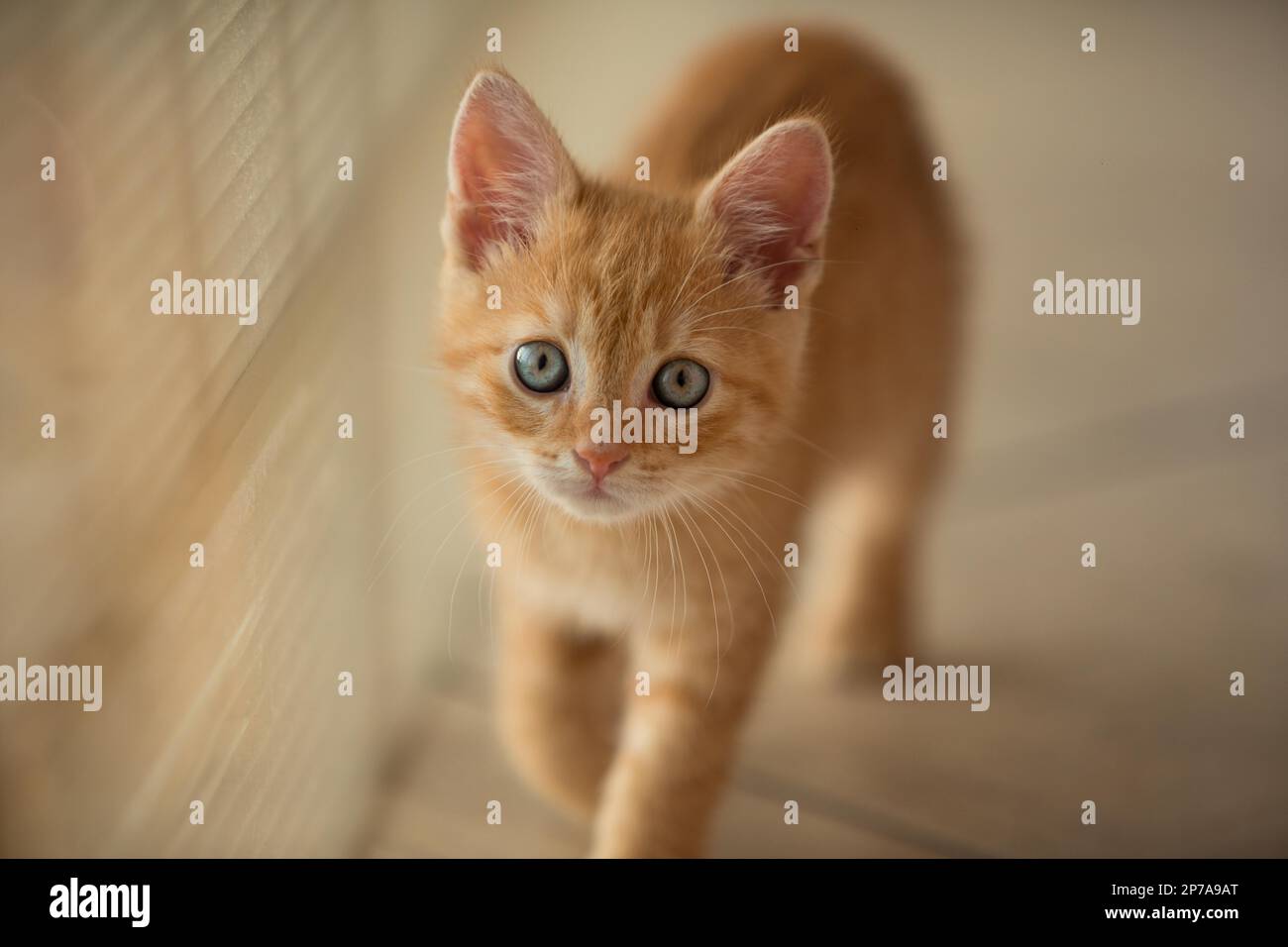 Das junge Kätzchen beobachtet das neue Zimmer mit Interesse. Rein Mit Dir Stockfoto