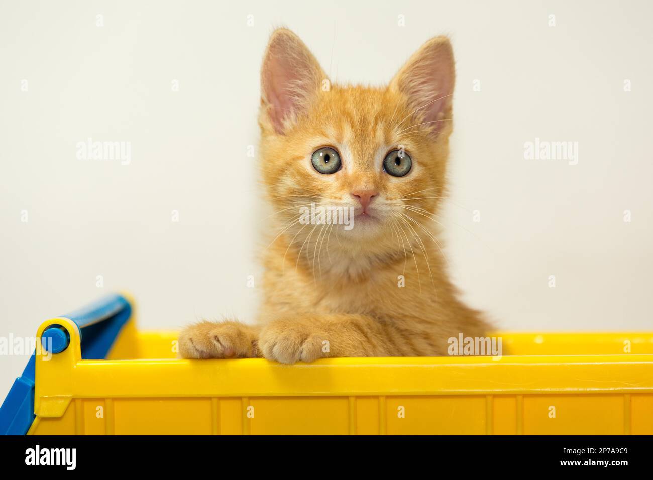 Junge Katze, die sich im Studio auf weißem Hintergrund posiert. Rein Mit Dir Stockfoto