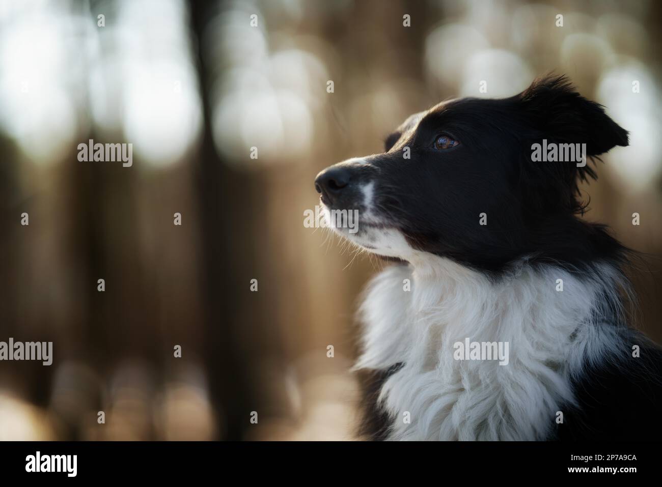 Ein Border Collie Hund posiert und zeigt verschiedene Tricks in einer etwas winterlichen Umgebung. Wenig Schnee Stockfoto