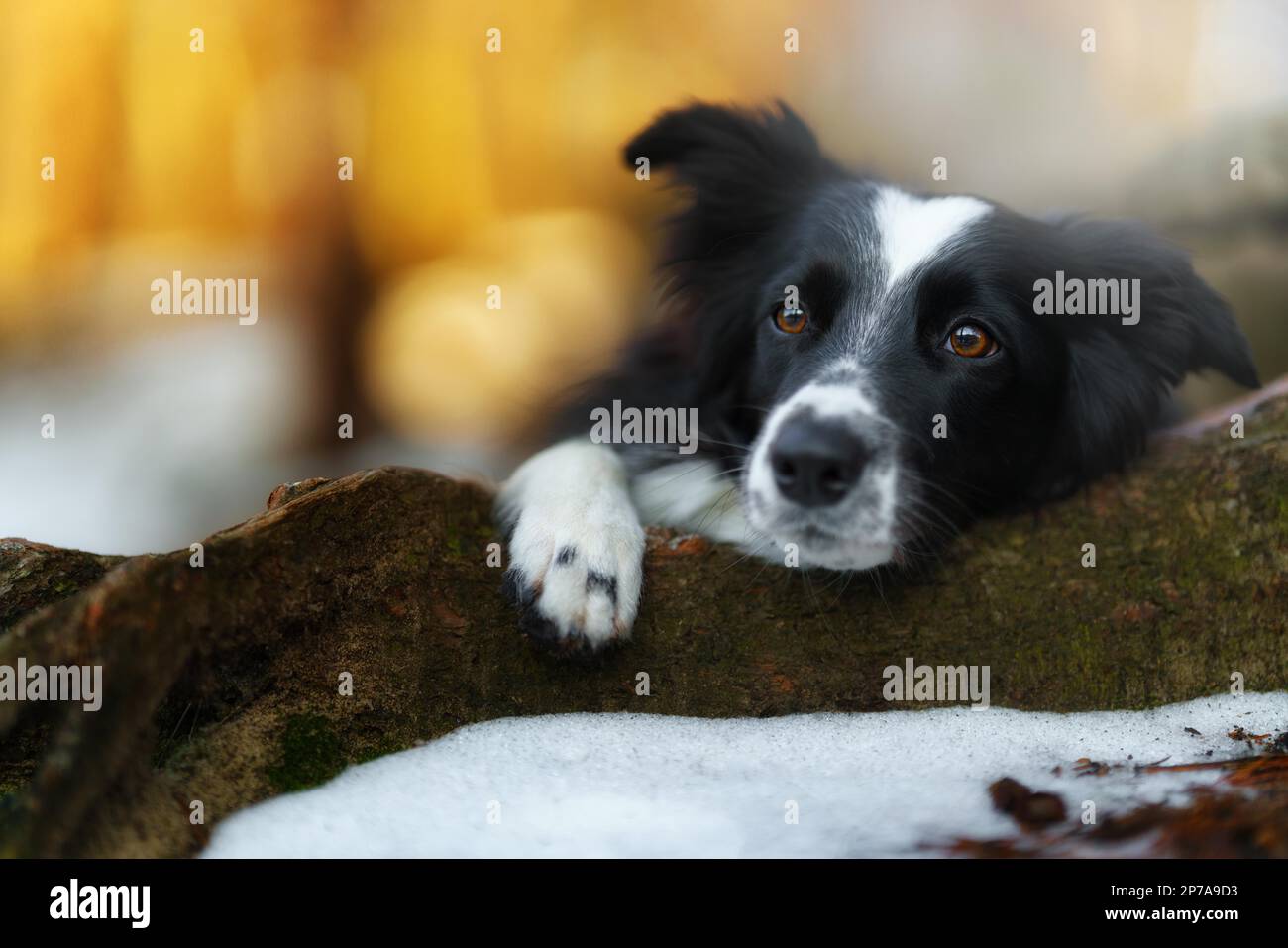 Ein Border Collie Hund posiert und zeigt verschiedene Tricks in einer etwas winterlichen Umgebung. Wenig Schnee Stockfoto