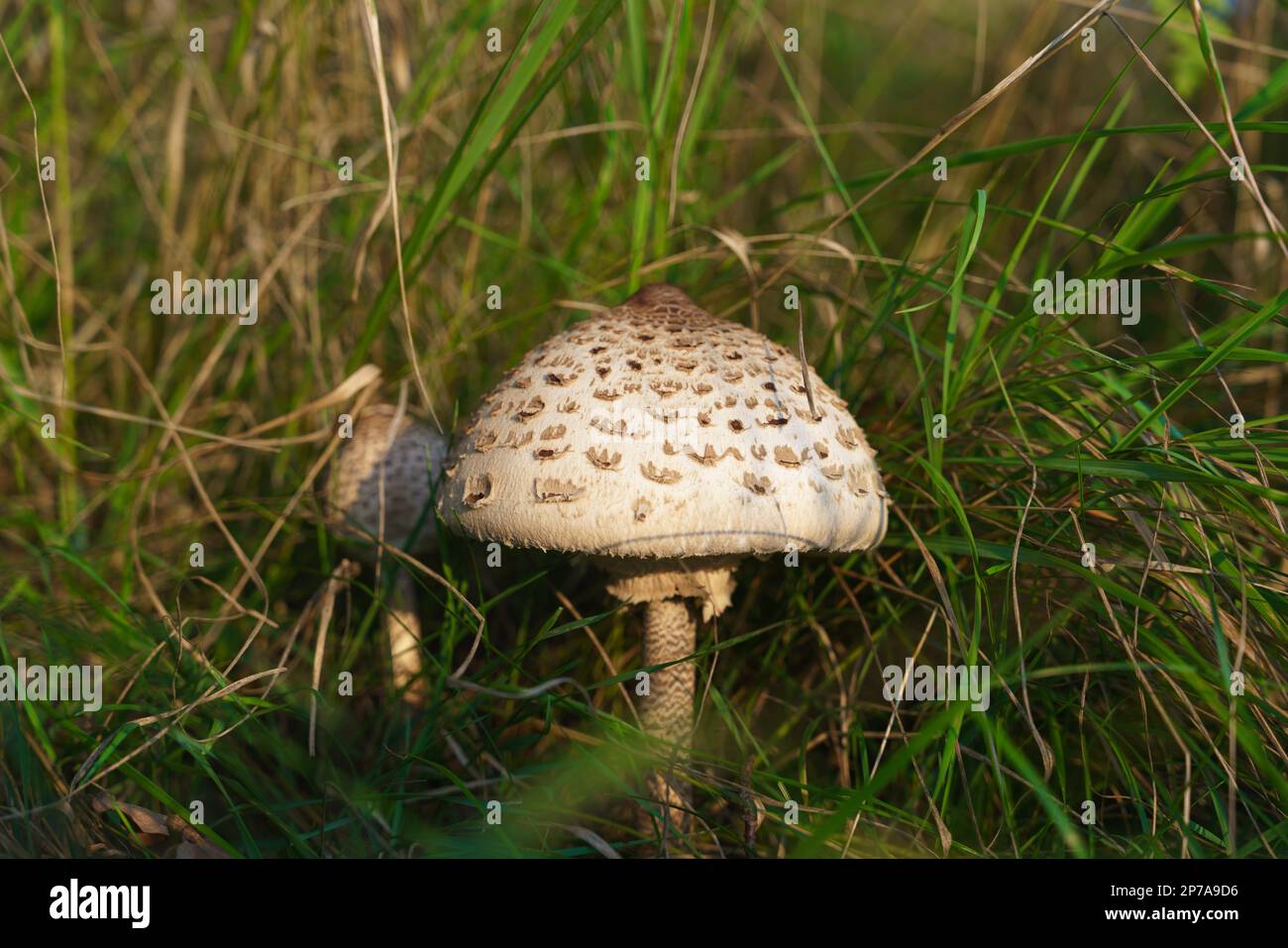 (Macrolepiota procera), Pilze, die am Waldrand in Gräsern wachsen. Pilzsammeln, essbare Pilze im Wald sammeln. Polen Stockfoto