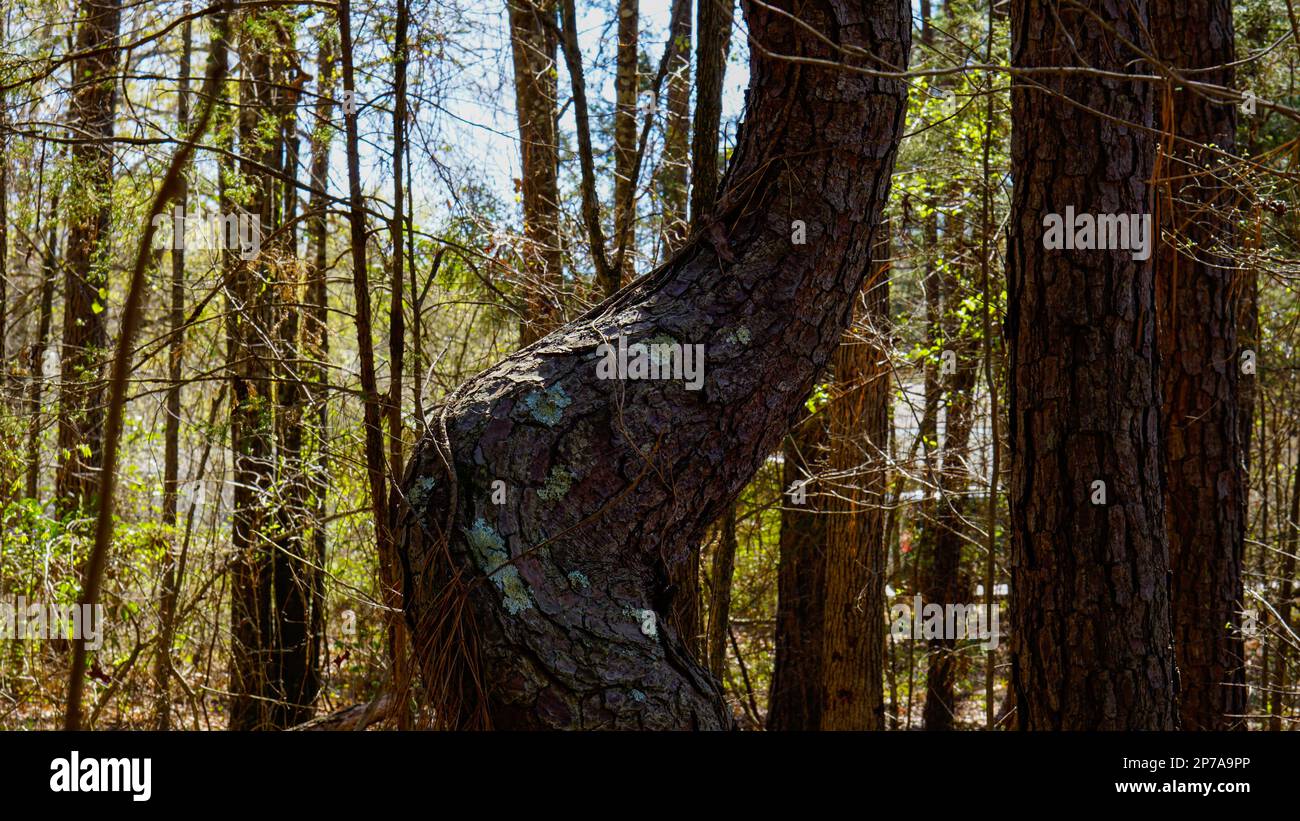 Twisted Pine Tree im Wald Stockfoto