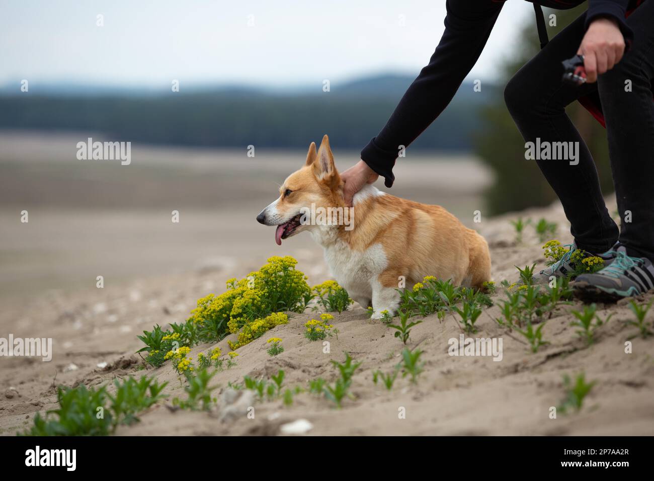 Der Besitzer bewacht den Hund, der auf dem Sand sitzt und in die Ferne schaut. Sommer Stockfoto