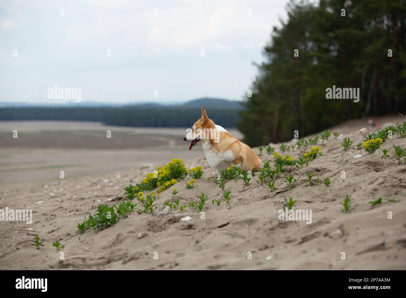 Ein Hund, der am Rand der Wüste sitzt und in die Ferne schaut. Sommer Stockfoto