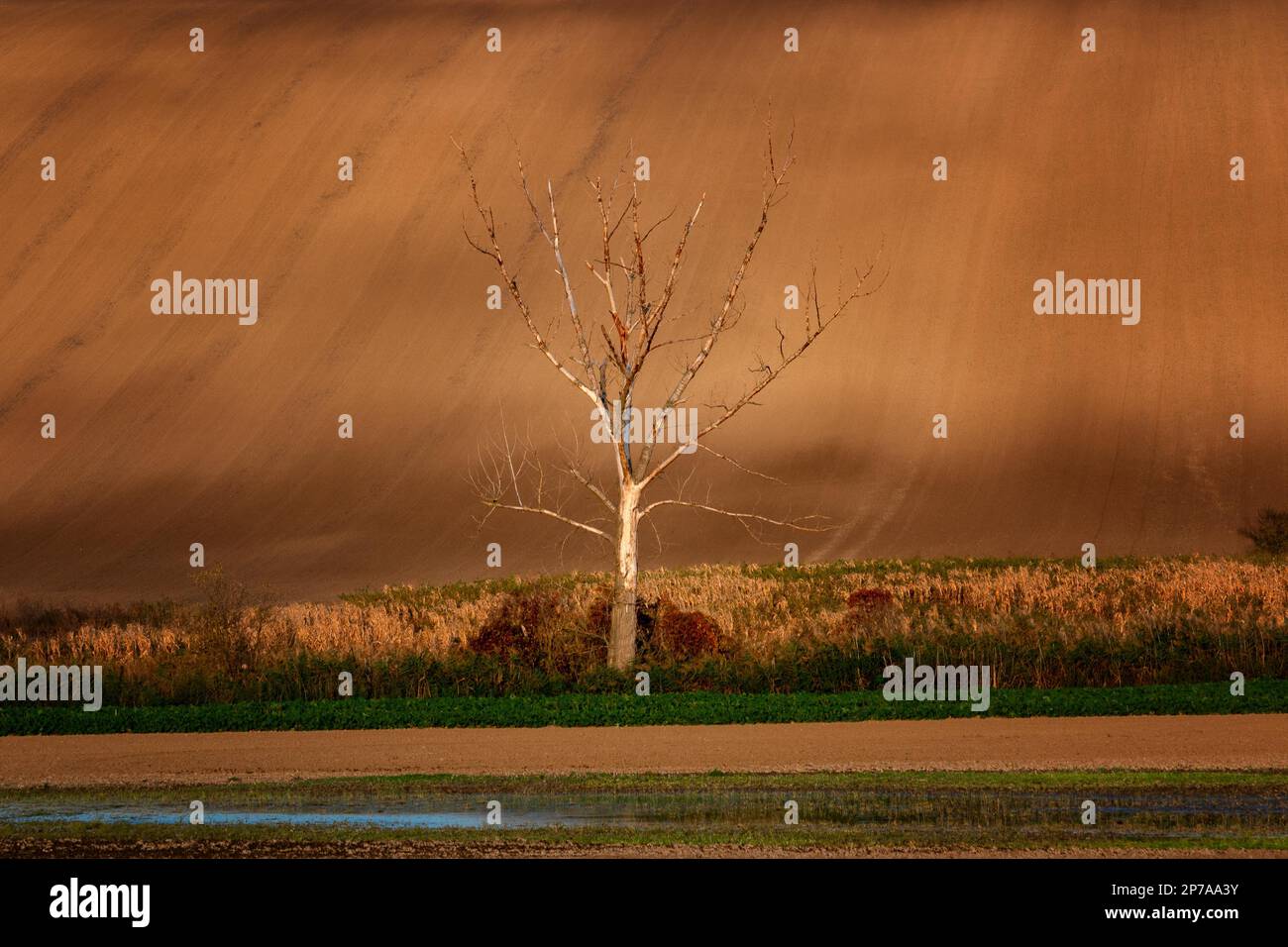 Einsame Bäume stehen mitten in den mährischen, wunderschön gefalteten Feldern zu einer goldenen Stunde. Tschechische Republik, Mähren, Tschechische Republik, Europa Stockfoto