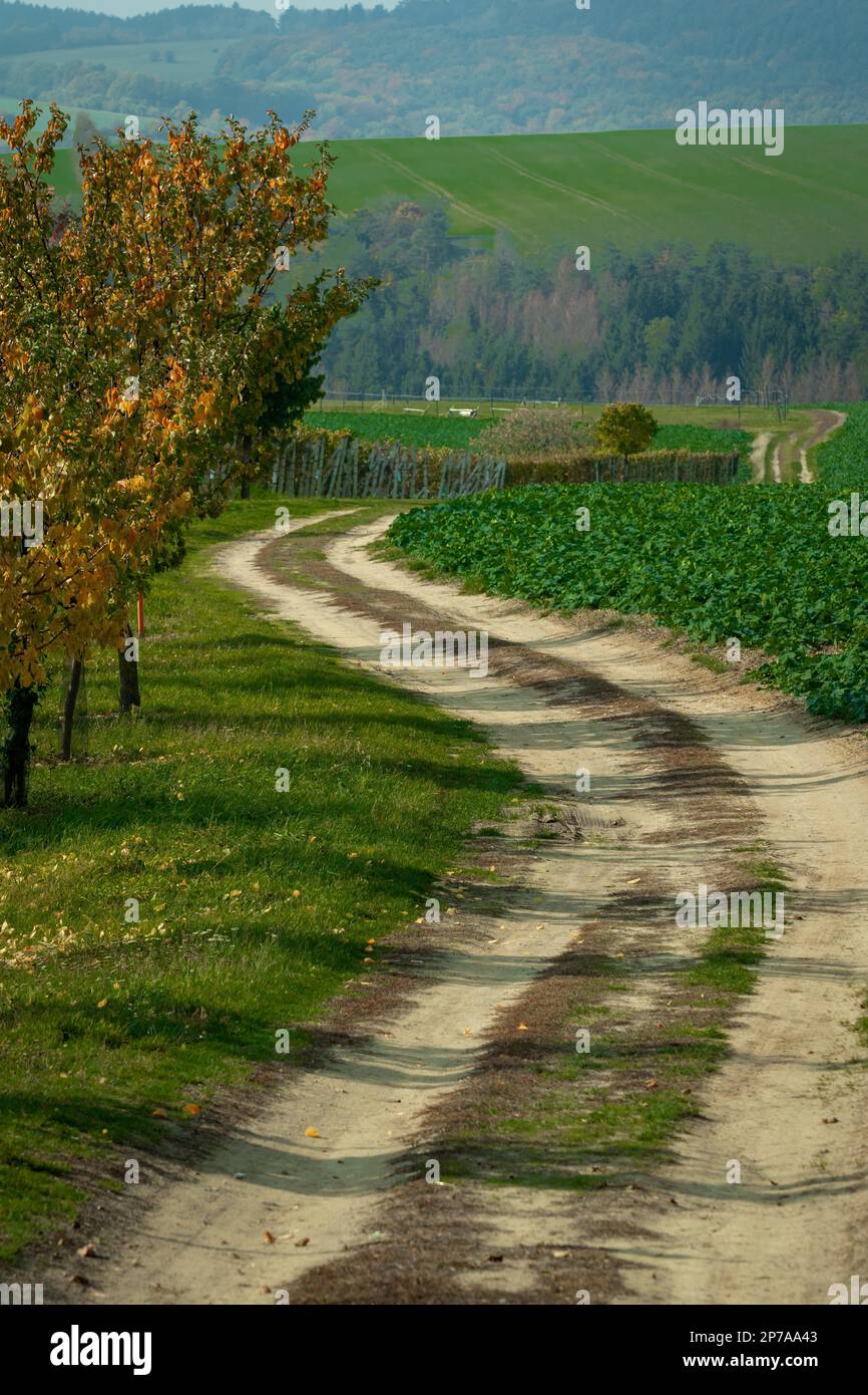 Eine Straße, die sich durch Felder und Reben schlängelt. Mähren, Tschechische Republik, Mähren, Tschechische Republik, Europa Stockfoto