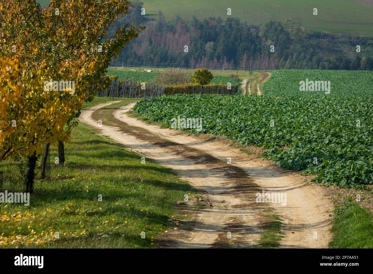 Eine Straße, die sich durch Felder und Reben schlängelt. Mähren, Tschechische Republik, Mähren, Tschechische Republik, Europa Stockfoto