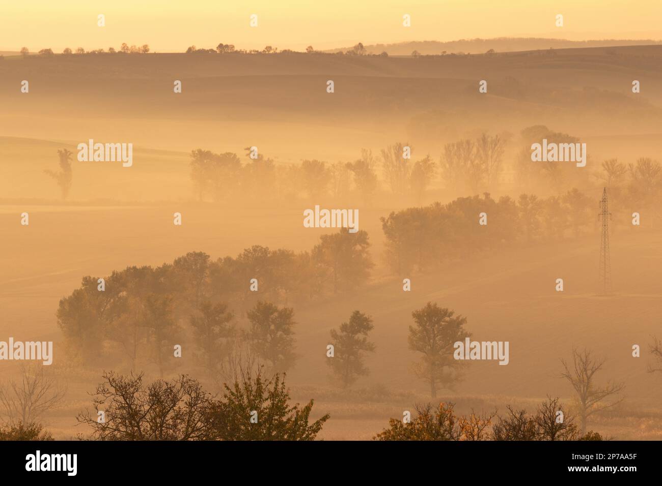 Wunderschöne mährische Felder mit Alleen von Bäumen, die von Morgennebel umgeben sind. Tschechische Republik, Mähren, Tschechische Republik, Europa Stockfoto