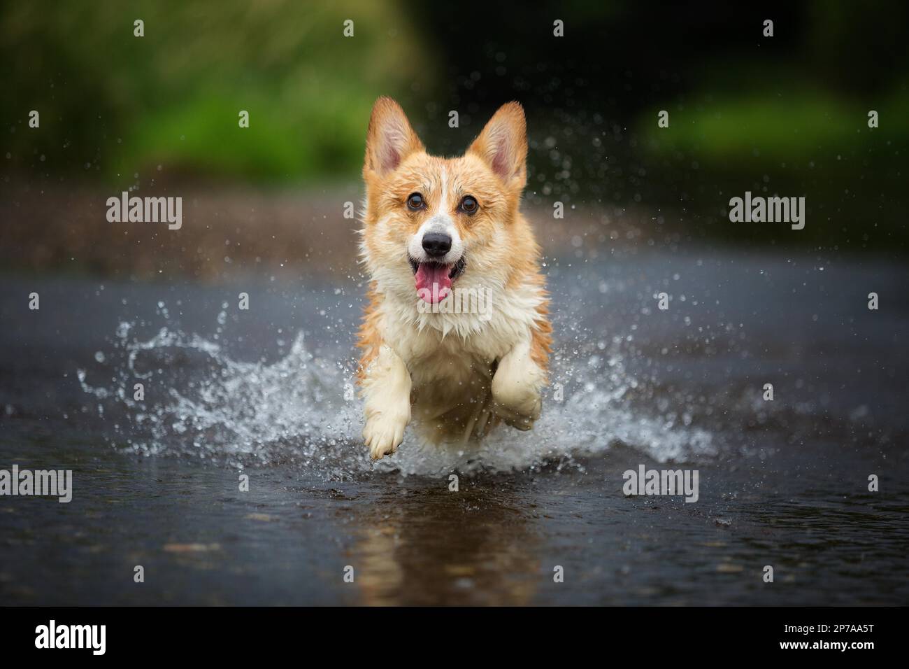 Corgi-Hund, der auf Wasser im Fluss läuft, ein Fangstock. Sommer, Polen, Europa Stockfoto