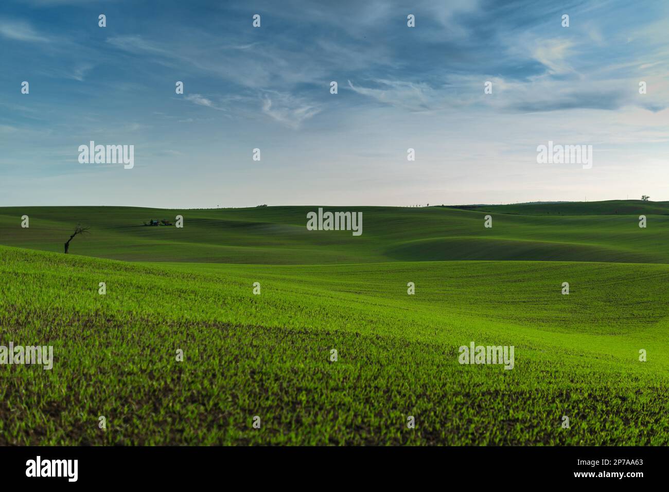 Ein wunderbares Panorama der wunderschön hügeligen grünen mährischen Felder mit einem einsamen Baum und einer Insel. Tschechische Republik, Mähren, Tschechische Republik, Europa Stockfoto