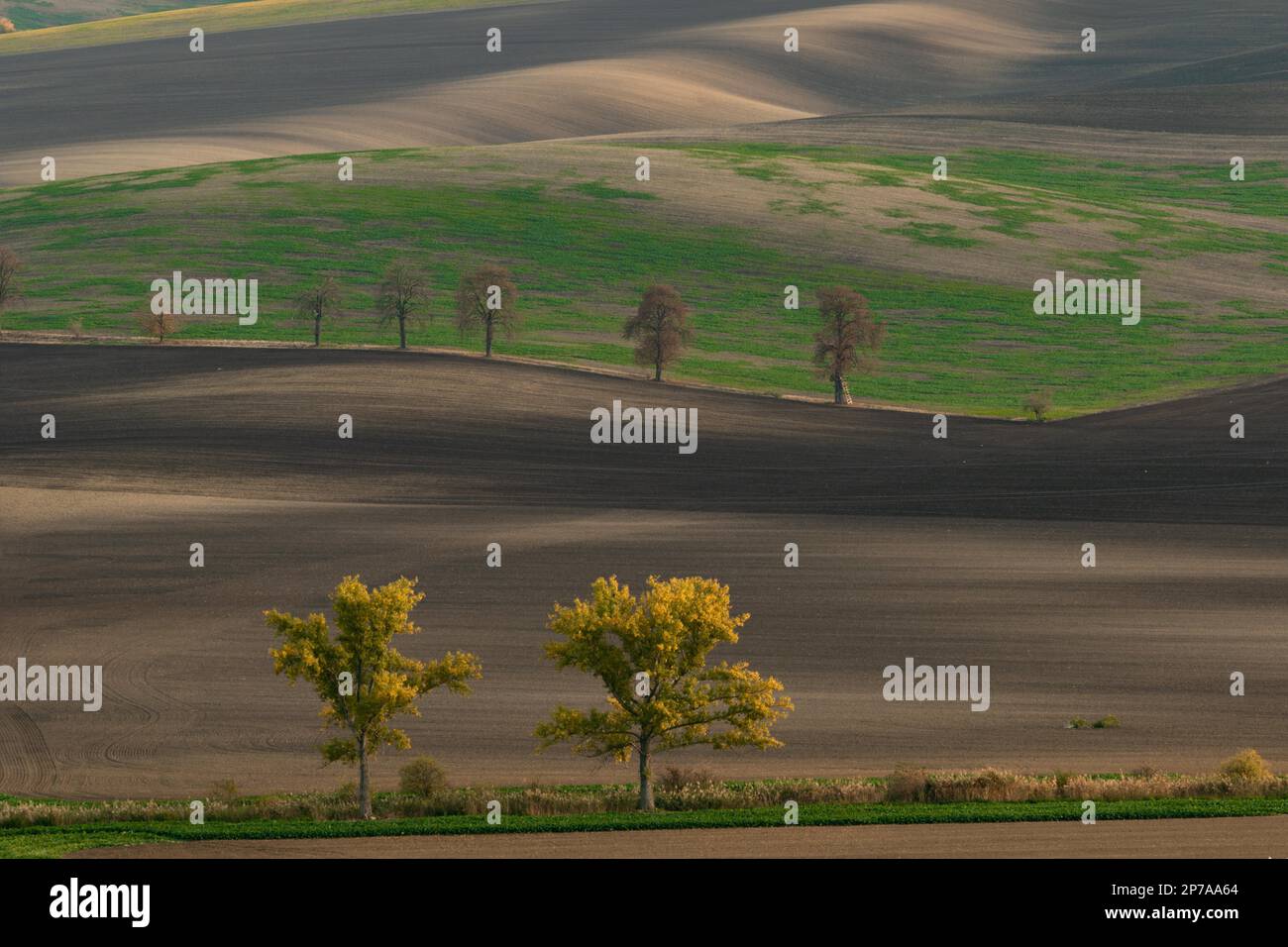 Wunderschöne mährische Felder mit Alleen von Bäumen, die von Morgennebel umgeben sind. Tschechische Republik, Mähren, Tschechische Republik, Europa Stockfoto