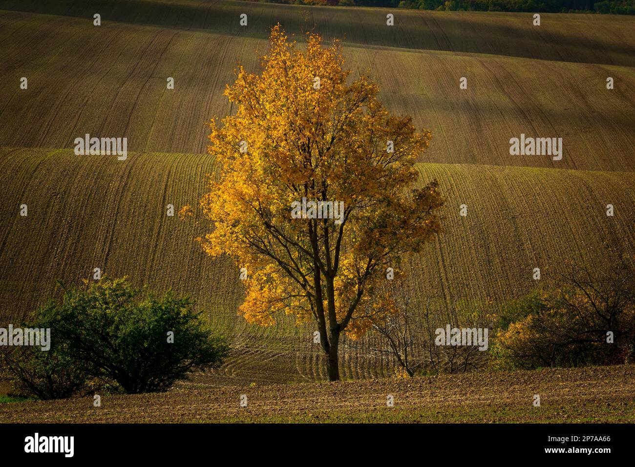Ein einsamer Baum, der inmitten wunderschön hügeliger mährischer Felder steht. Tschechische Republik, Mähren, Tschechische Republik, Europa Stockfoto