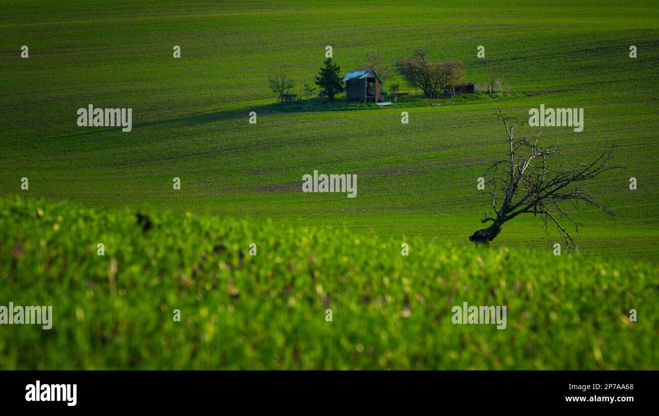 Ein einsamer Baum, der inmitten wunderschön hügeliger mährischer Felder steht. Tschechische Republik, Mähren, Tschechische Republik, Europa Stockfoto