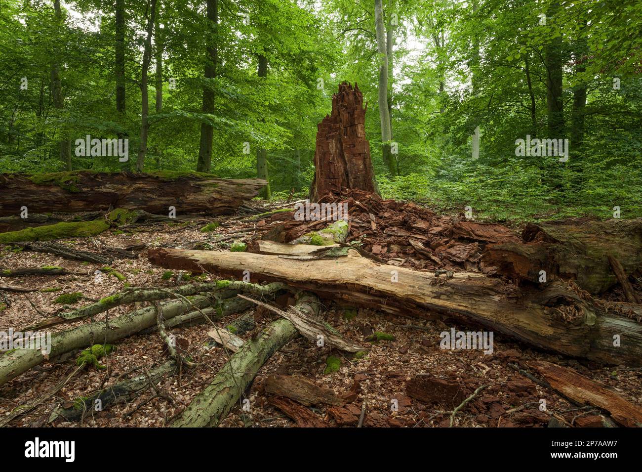 Totholz einer verrotteten Kupferbuche (Fagus sylvatica) in einem halbnatürlichen Milchwald. Deutschland, Brandenburg, Oberhavel County, Neuglobsow Stockfoto