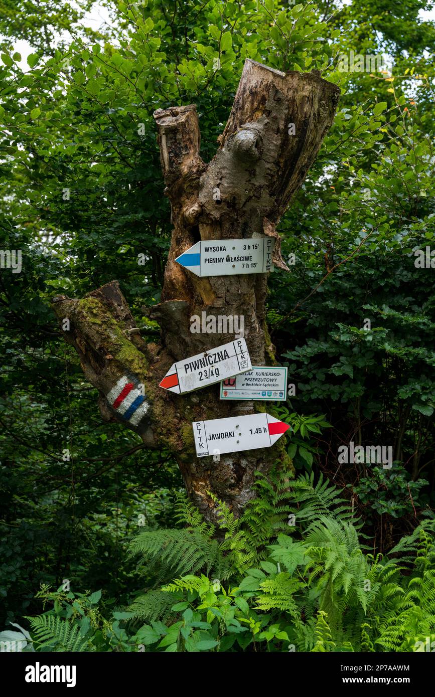 Die Kreuzung von Wanderwegen in verschiedenen Farben, gemalt auf einem Baum und mit Schildern zu polnischen Bergen, Polen, Europa Stockfoto