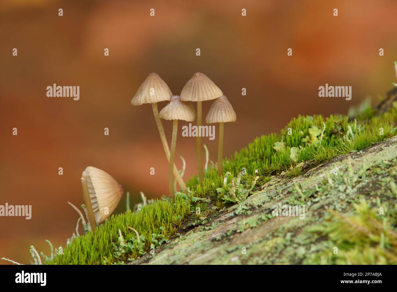 Eine Gruppe kleiner lamellärer Pilze auf einem Baumstamm mit Moos und Flechten. Deutschland, Brandenburg, Bezirk Barnim, Eberswalde, Schorfheide-Chorin Biosphäre Stockfoto