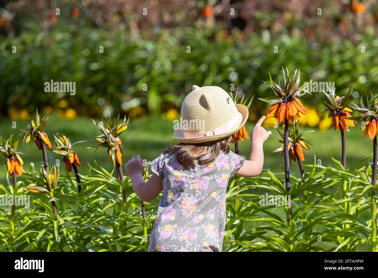 Kleinkind zeigt auf eine Orangenblume, Feuerlilie (Lilium bulbiferum), Stuttgart, Baden-Württemberg, Deutschland Stockfoto