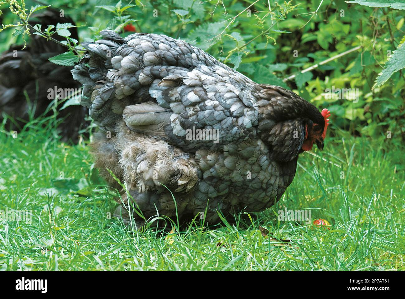 Plumpes graugesprenkeltes Huhn auf Gras bei Gartengeflügelrassen Stockfoto