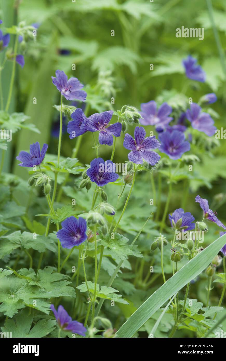 Geranium x Magnum kleine, leuchtend violette Blumen im grünen Landgarten Stockfoto