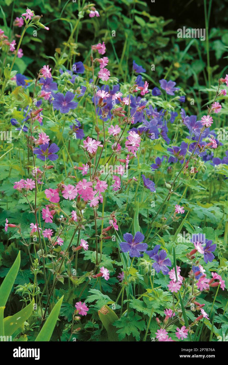 Geranium x Magnum und roter campion Stockfoto