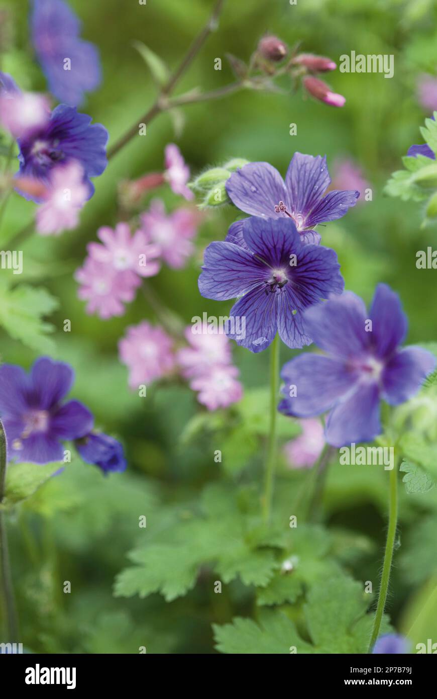 Geranium x Magnum kleine violette und rosa Blüten im Landgarten-Grenzgebiet Stockfoto