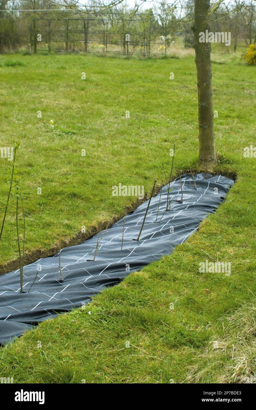 Neue Hecke wird durch schwarzes Gewebe entlang des Kanals im Gras gepflanzt Stockfoto