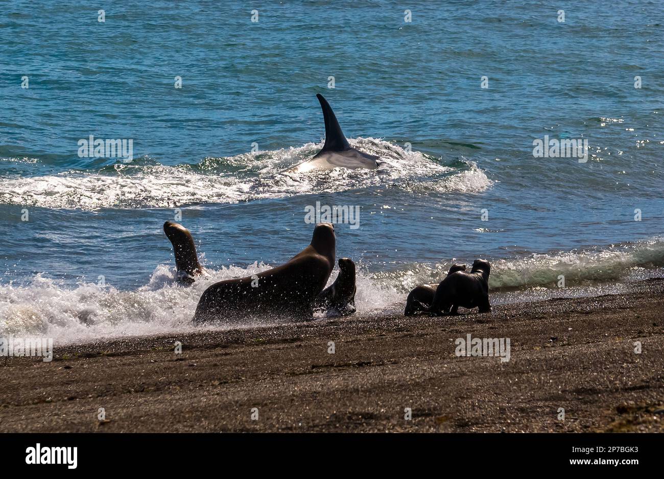 Killerwal Jagd Seelöwen, Patagonien, Argentinien. Stockfoto