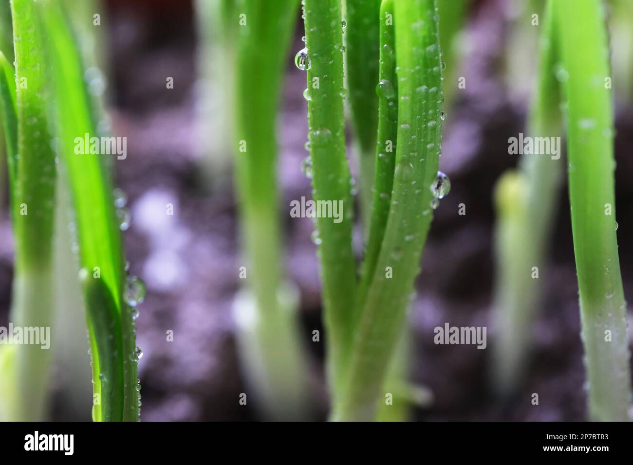Nahaufnahme frischer grüner Schalotten mit Wassertropfen wachsen im Boden Stockfoto