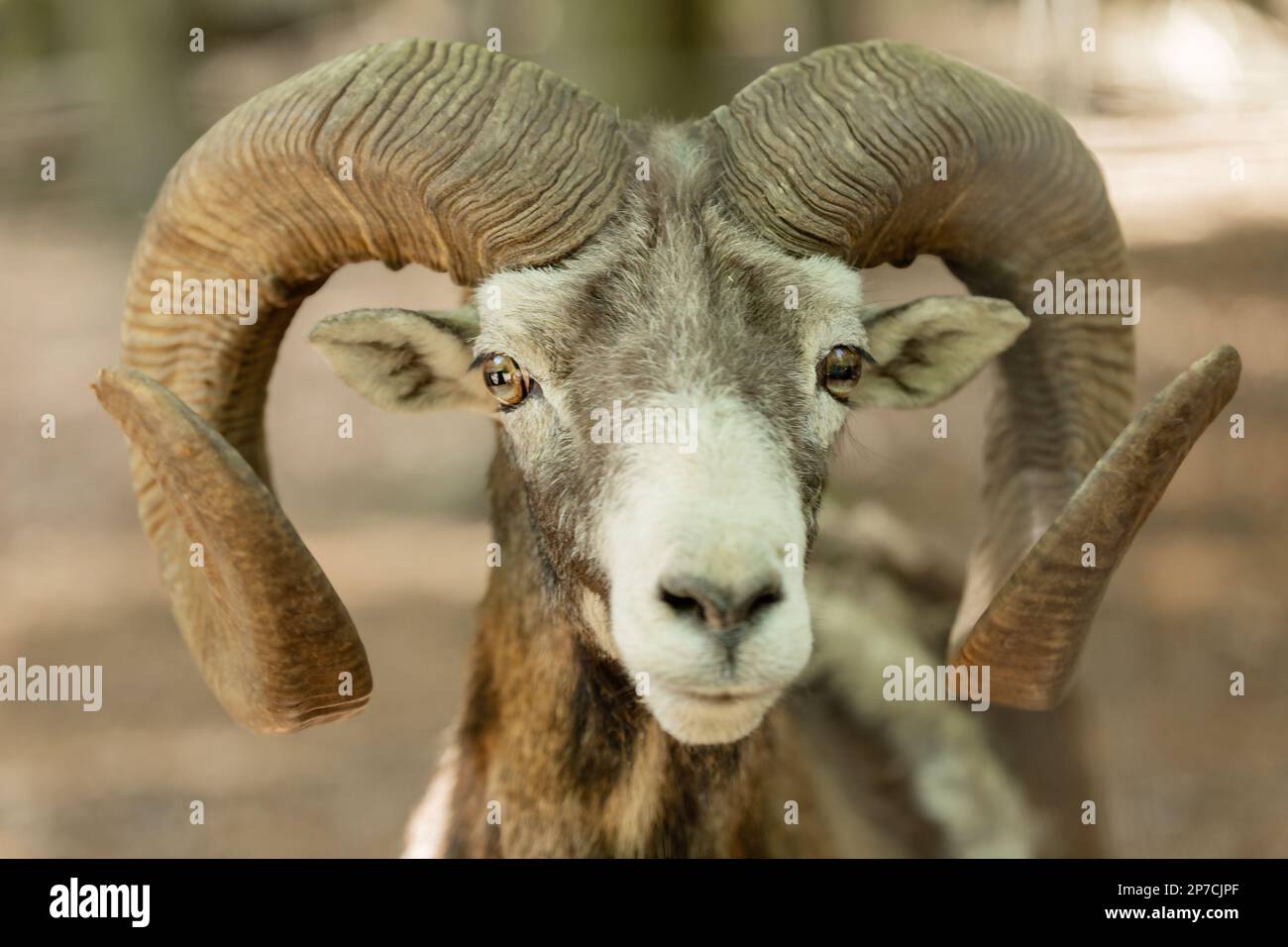 Porträt eines Bohns mit großen Hörnern, Bergschafe, Tier mit Hörnern, Mouflon, wilder Bock Stockfoto