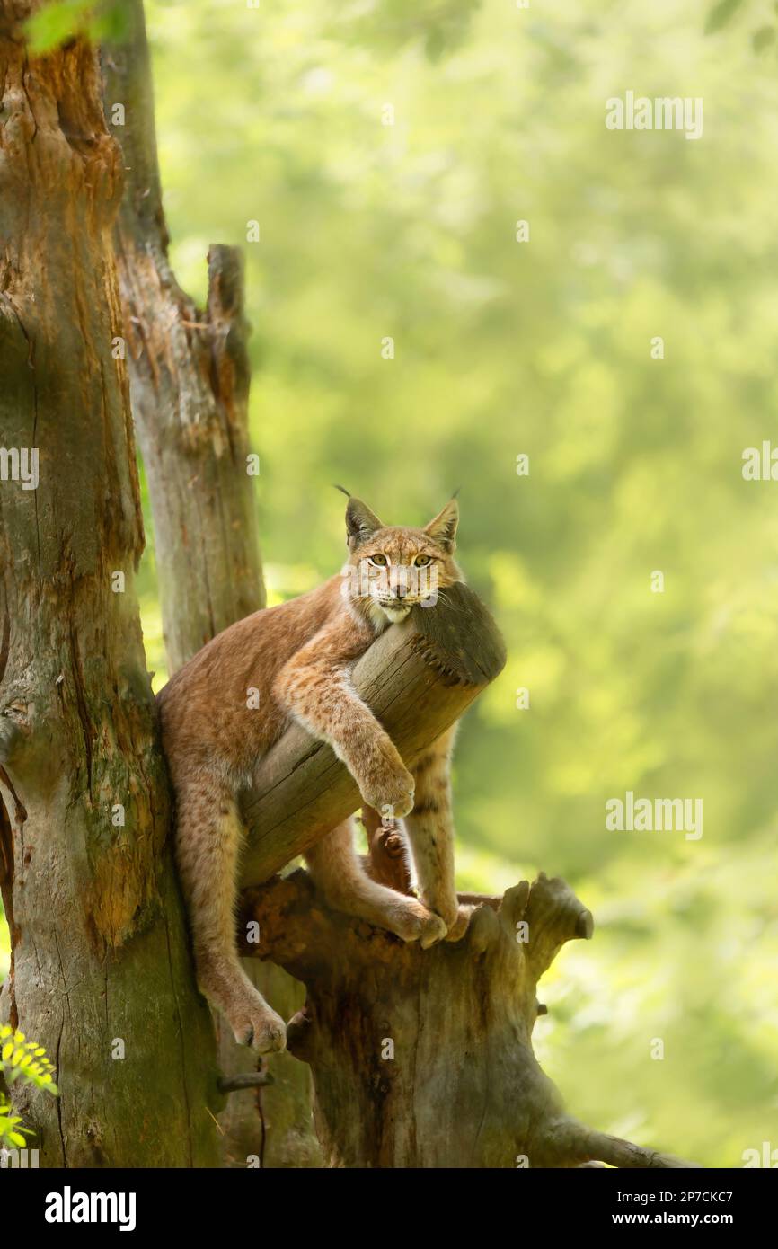 Eurasischer Luchs, Luchs Luchs - eine mittelgroße Katze, liegt auf einem Baum vor dem Hintergrund der Natur. Vertikales Foto mit wildem Tier, Kopierraum Stockfoto