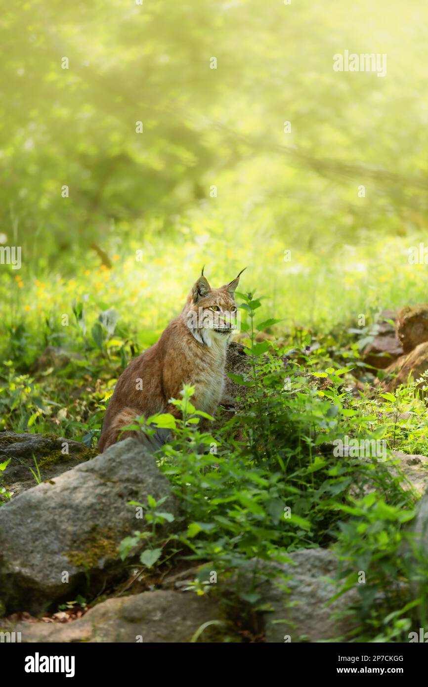Luchs, Luchs, ist eine mittelgroße Katze, die hinter Felsen und grünen Pflanzen sitzt. Vertikales Foto mit wildem Tier, Tierschutz. Stockfoto
