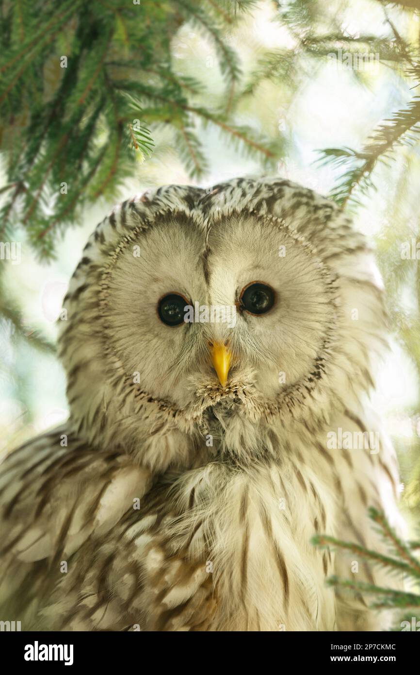 Portrait die Tawny Eule, die Gemeine Eule, Strix aluco ist ein mittelgroßer Vogel aus der Eulenfamilie, ein Bewohner der Wälder Europas, Zentralasien Stockfoto