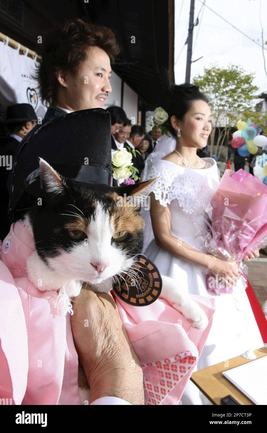 Tama, a calico cat, "the stationmaster'' of Kishi Station on the Kishikawa Line of Wakayama Electric Railway Co. in Kinokawa, Wakayama Prefecture, attends a wedding ceremony held at the station on Sunday afternoon, Oct. 24, 2010. The stationmaster attested the couple wedding and it was the first time for Tama to join the station wedding. ( The Yomiuri Shimbun via AP Images ) Stockfoto