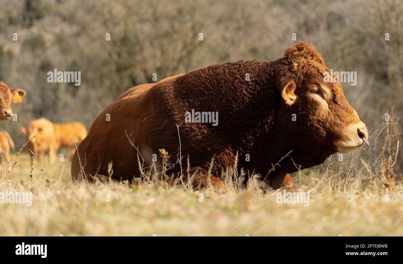 Limousin-Bulle (französisch: Limousine), der bei der Kuh und der Kälberherde im Hintergrund ruht Stockfoto