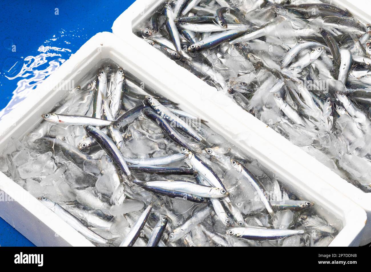 Palamós Fischmarkt. El Baix Empordà, Girona, Katalonien, Spanien. Stockfoto