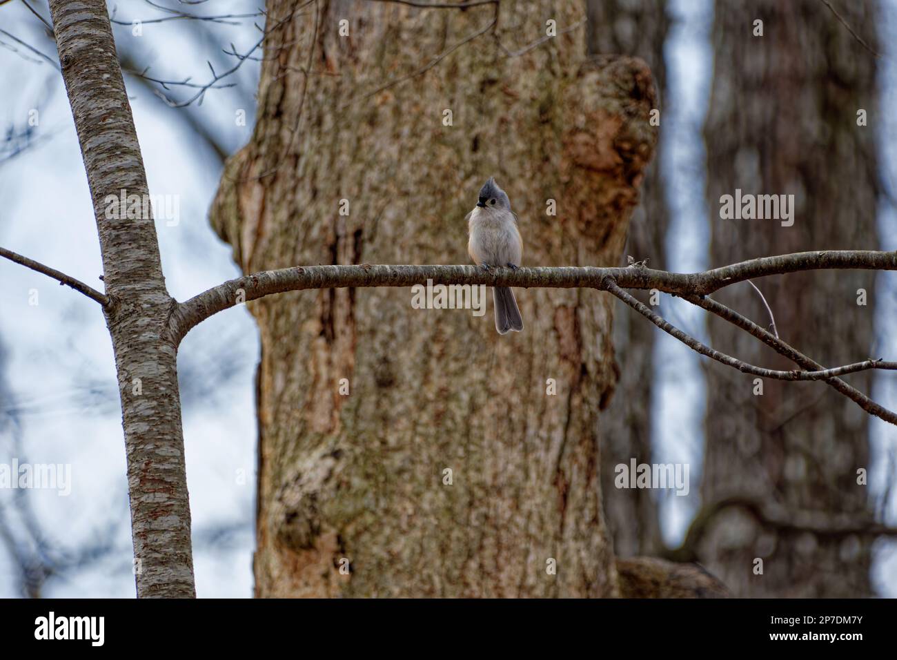 Erwachsener Tittenmaus-Vogel auf einem Baumstamm, der sich an einem hellen Tag im Frühling ausruht Stockfoto