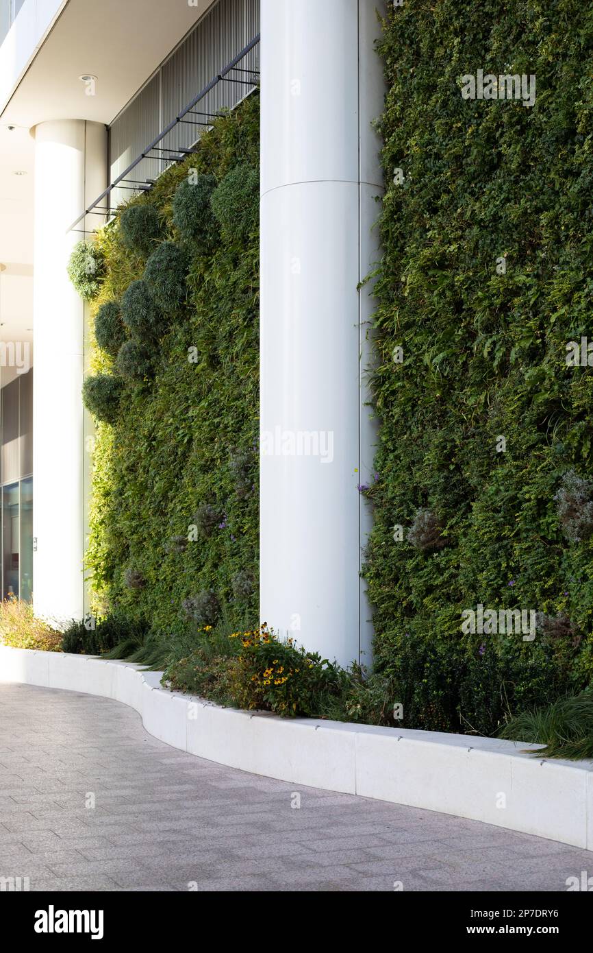 Eine grüne Wand an einem Bürogebäude. Vertikales Pflanzen. Das Living-Wall-Konzept. Stockfoto