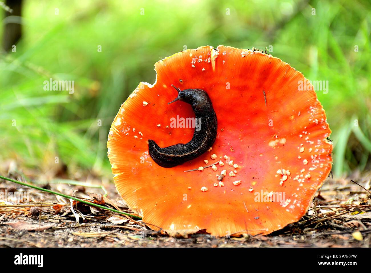 Pilze uk Stockfoto