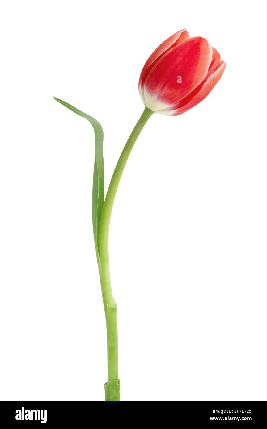 Tulpe isoliert auf weißem Hintergrund. Frische rote Tulpe, Weihnachtsgeschenk, Designelement. Stockfoto