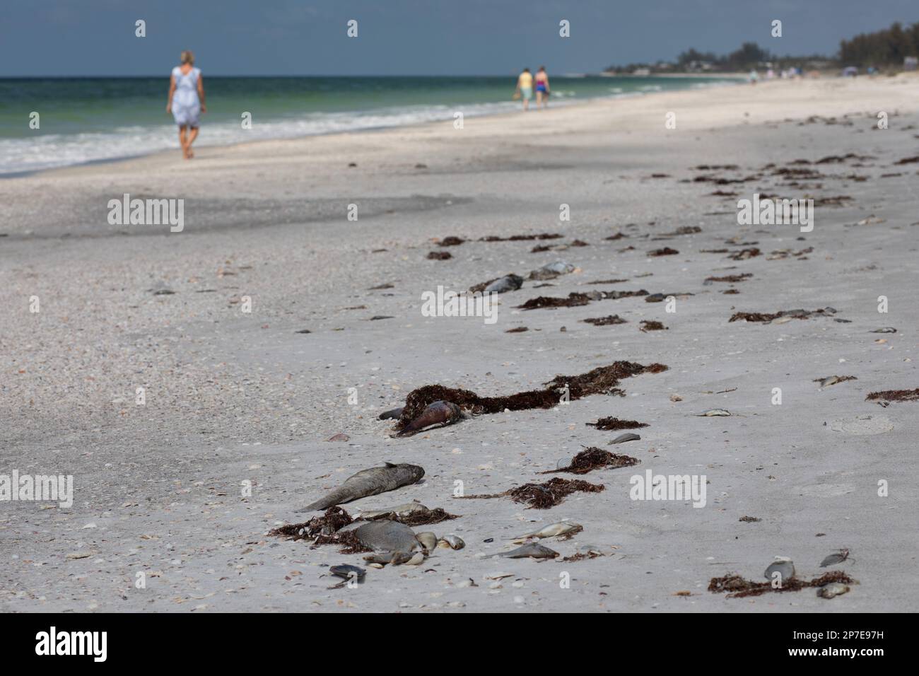 USA. 07. März 2023. Tausende toter Fische säumen den Strand auf Long Boat Key aufgrund der jüngsten Red Tide. Eine giftige Algenblüte, die sich auf die Meerestiere und den lokalen Tourismus an der Golfküste Floridas auswirkt. 7. März 2023. (Foto: Hale Irwin/Sipa USA) Guthaben: SIPA USA/Alamy Live News Stockfoto