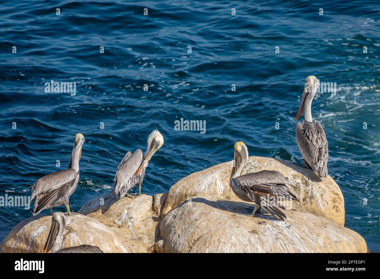 Eine Gruppe Pelikane in La Jolla Cove, San Diego, Kalifornien Stockfoto