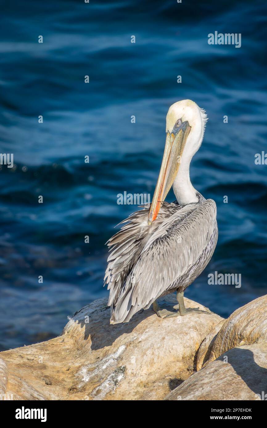 Porträt eines Pelikans in La Jolla Cove, San Diego, Kalifornien Stockfoto
