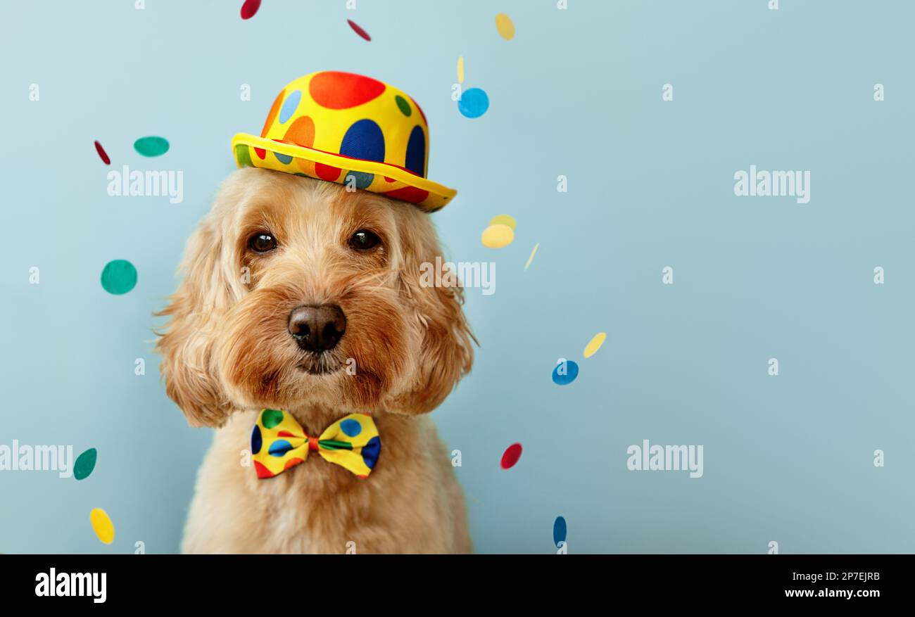 Lustiger Hund mit Clownmütze und Fliege, der auf einer Geburtstagsparty feiert Stockfoto