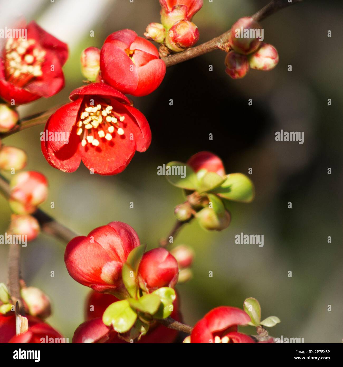 Ein Teleobjektiv-Foto von roten rosenartigen Blumen mit gelben Stühlen. Die Blumen befinden sich hauptsächlich in der linken Hälfte des Bildes. Der Hintergrund ist Sie Stockfoto